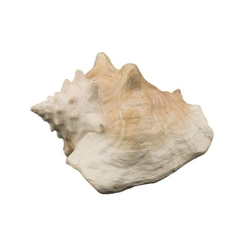 Bioscape Queen Conch Shell 22 cm