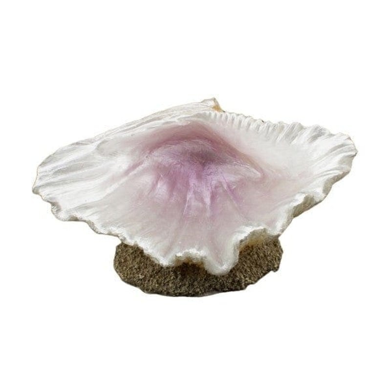Bioscape Half Clam Shell (L) 15.5 cm