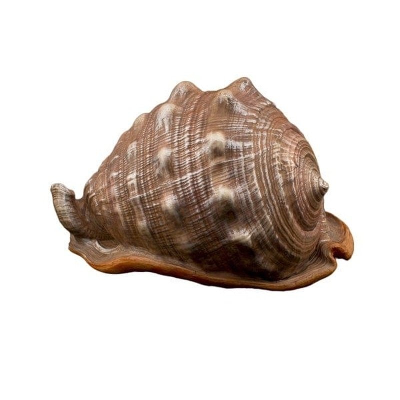Bioscape King Helmut Shell 16 cm