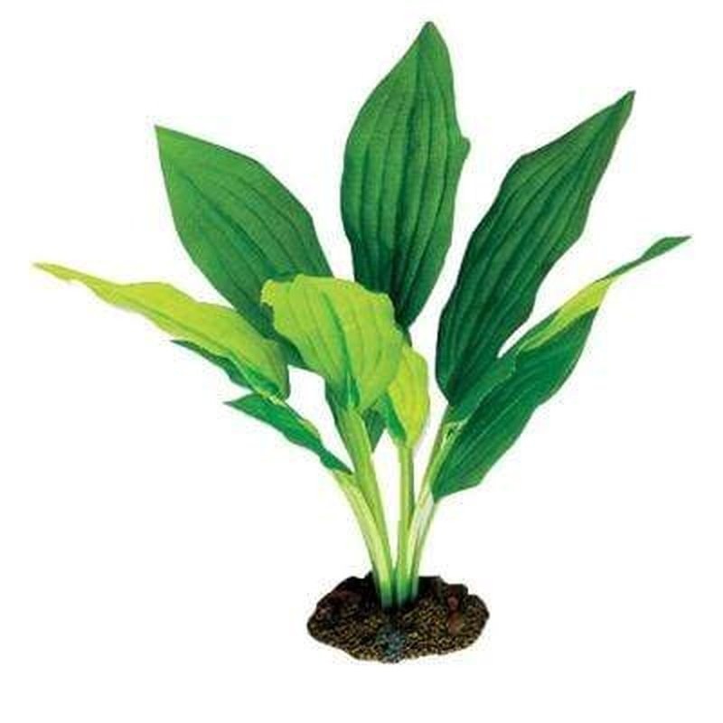 Aqua One Amazon Broad Leaf Silk Plant