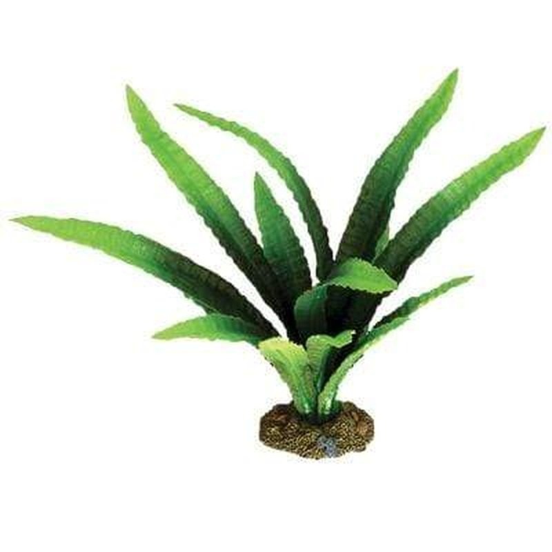 Aqua One African Onion Silk Plant
