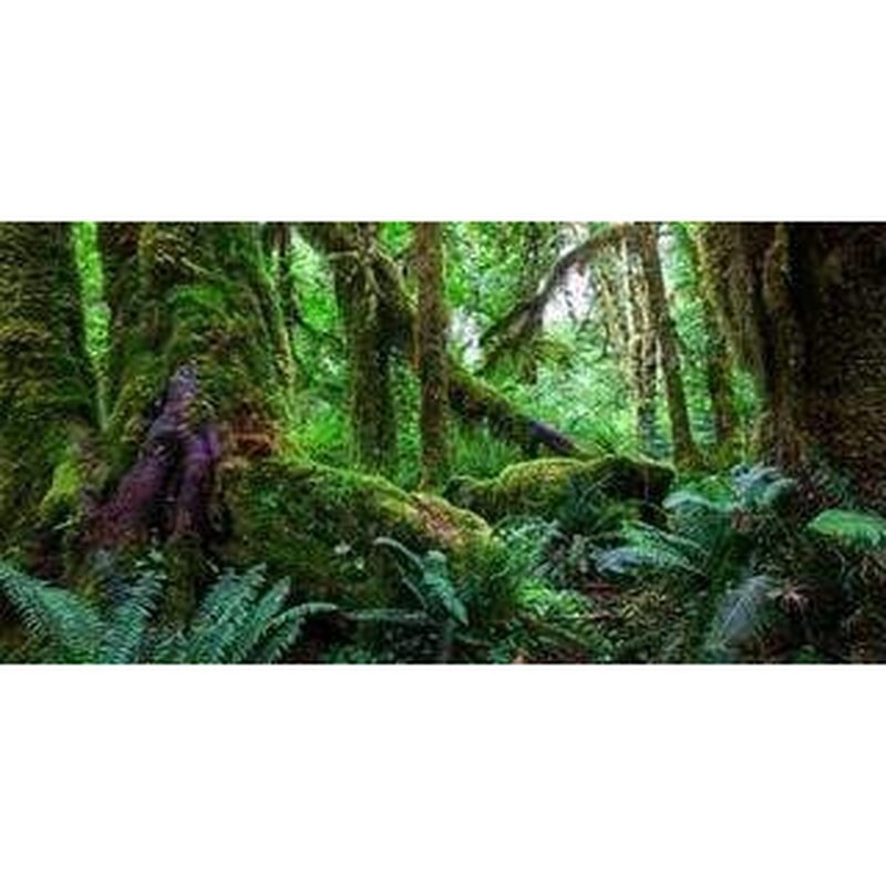 Aqua Natural Amazon Rainforest Background