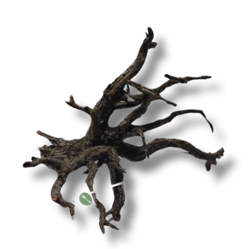 Haunted Wood Nano