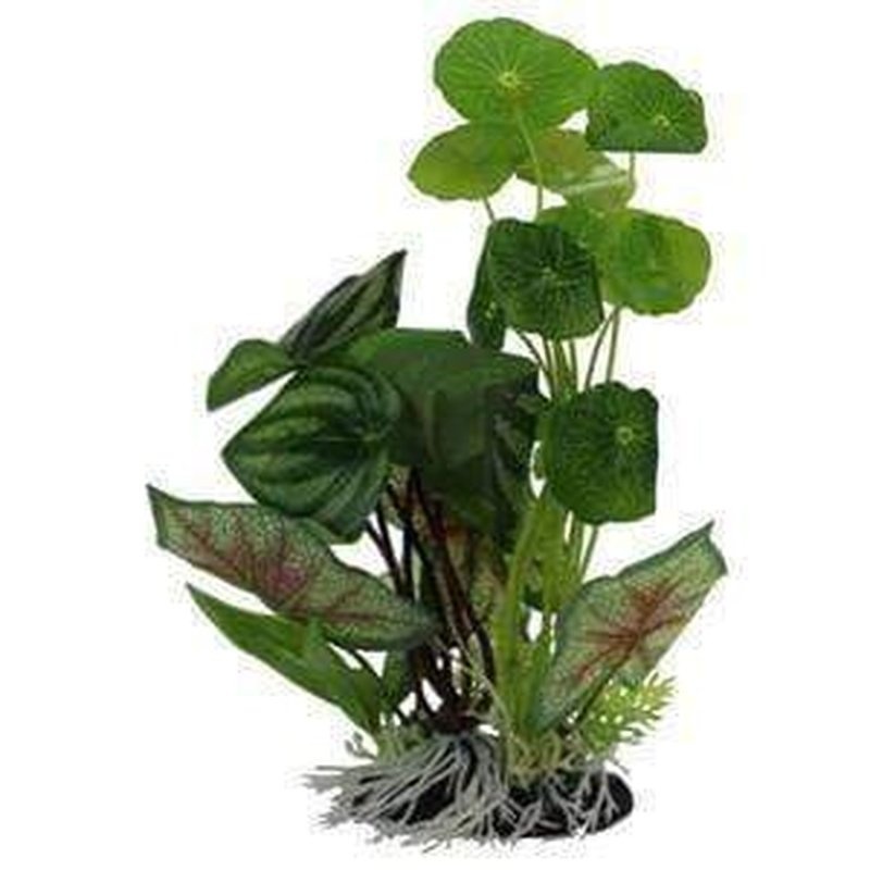 Amazon Jungle Pennywort/Flame Spathiophylym