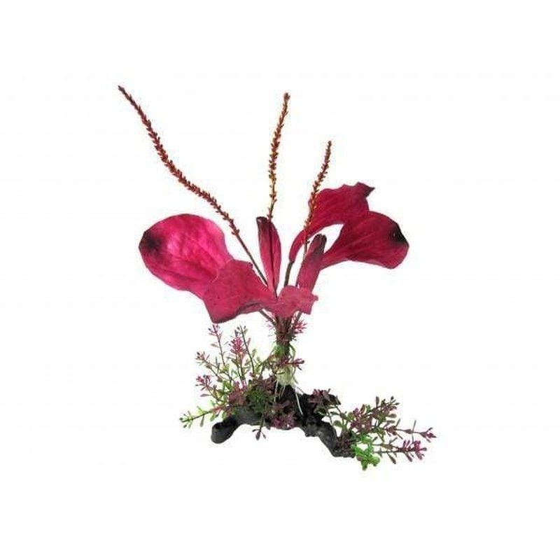 Amazon Jungle Rainbow Spade Plant on Branch 25cm