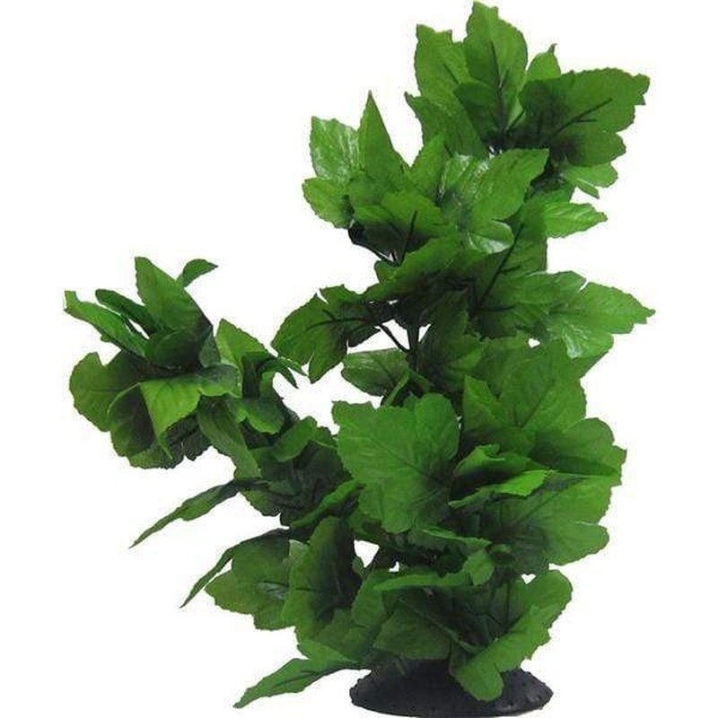 Amazon Jungle Tall Spatophylum Tree