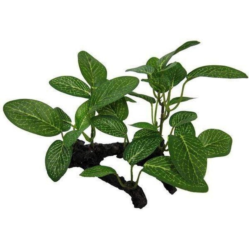 Amazon Jungle African Shade Leaf on Log