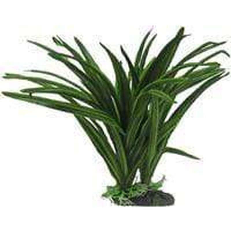 Amazon Jungle African Sword Plant