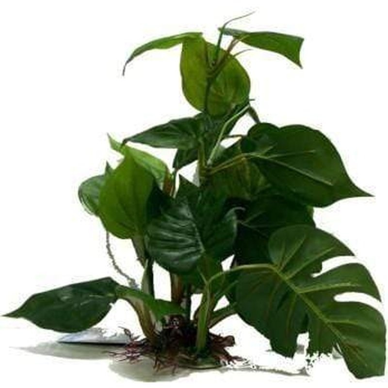 Amazon Jungle Anubias Large