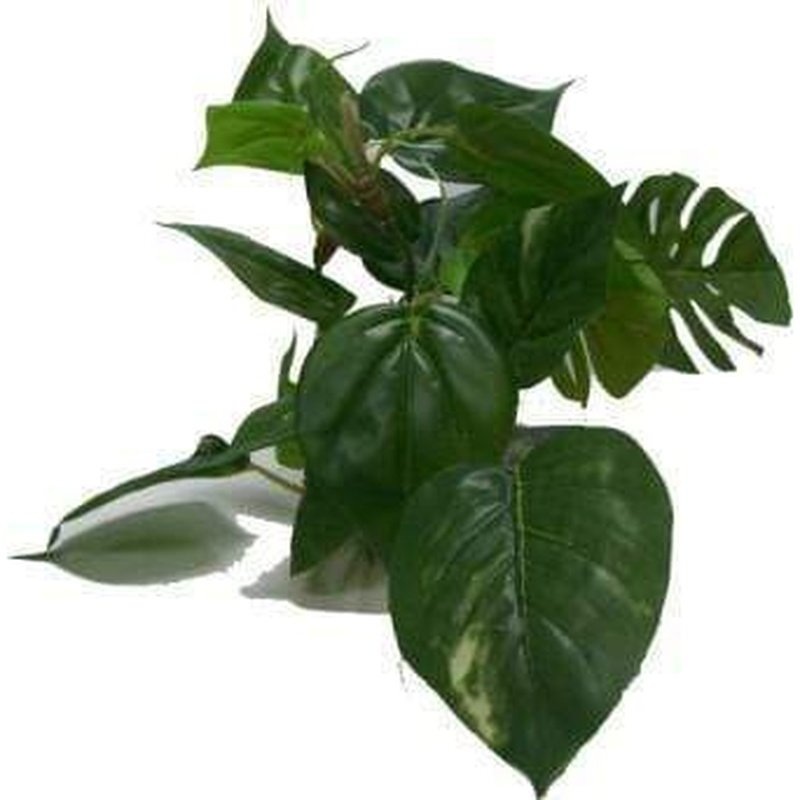 Amazon Jungle Anubias Medium