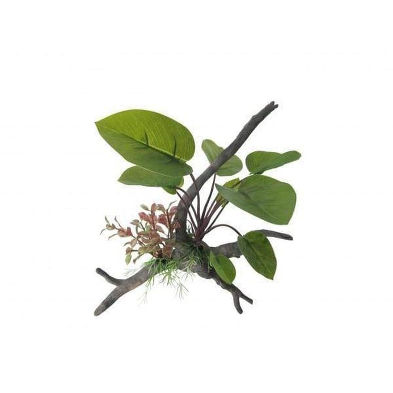 Amazon Jungle Anubius Span Plant on Branch 26cm