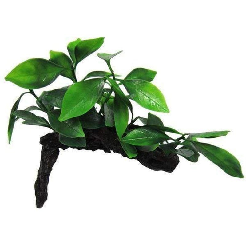 Amazon Jungle Aphilia on Log