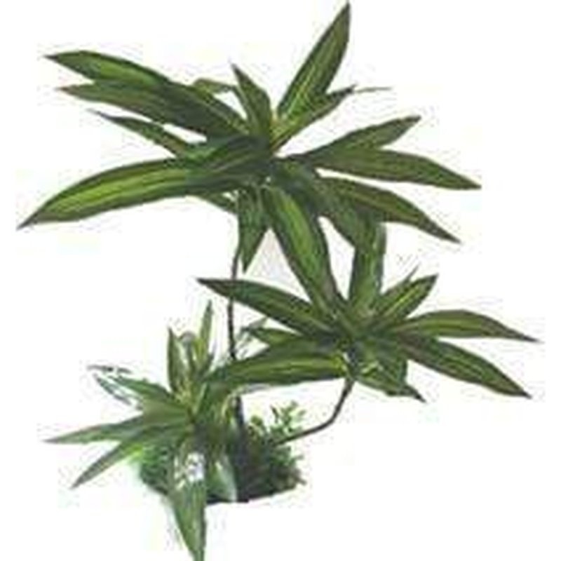 Amazon Jungle Brazilian Palm Plant