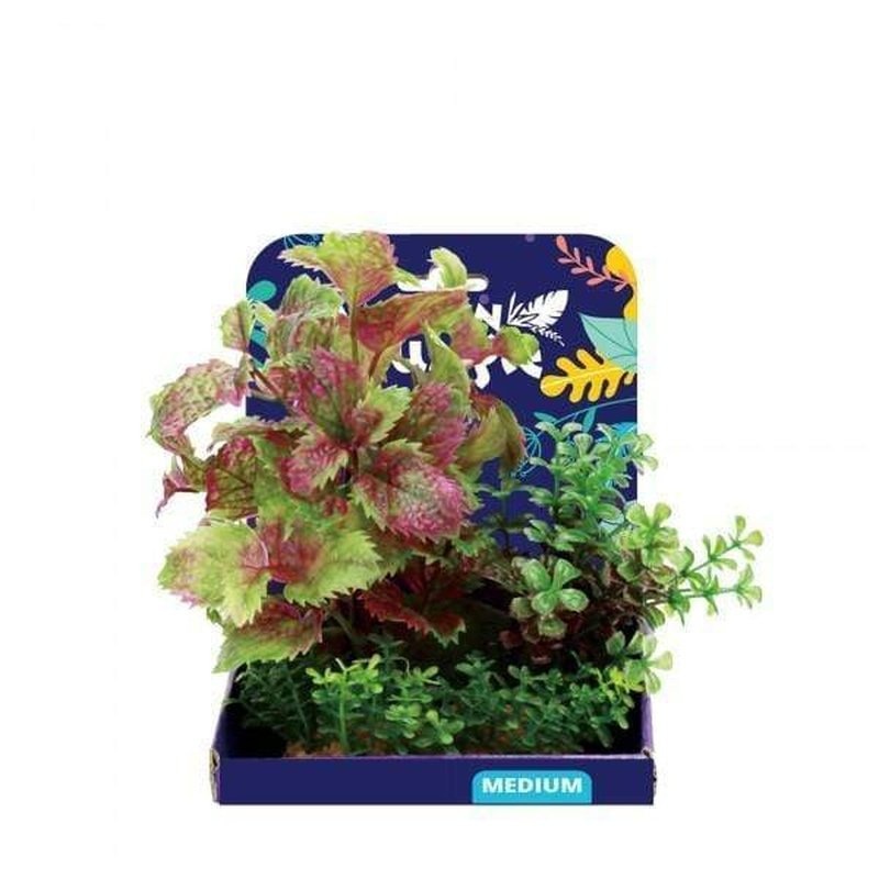 Amazon Jungle Flame Castella Display 15cm
