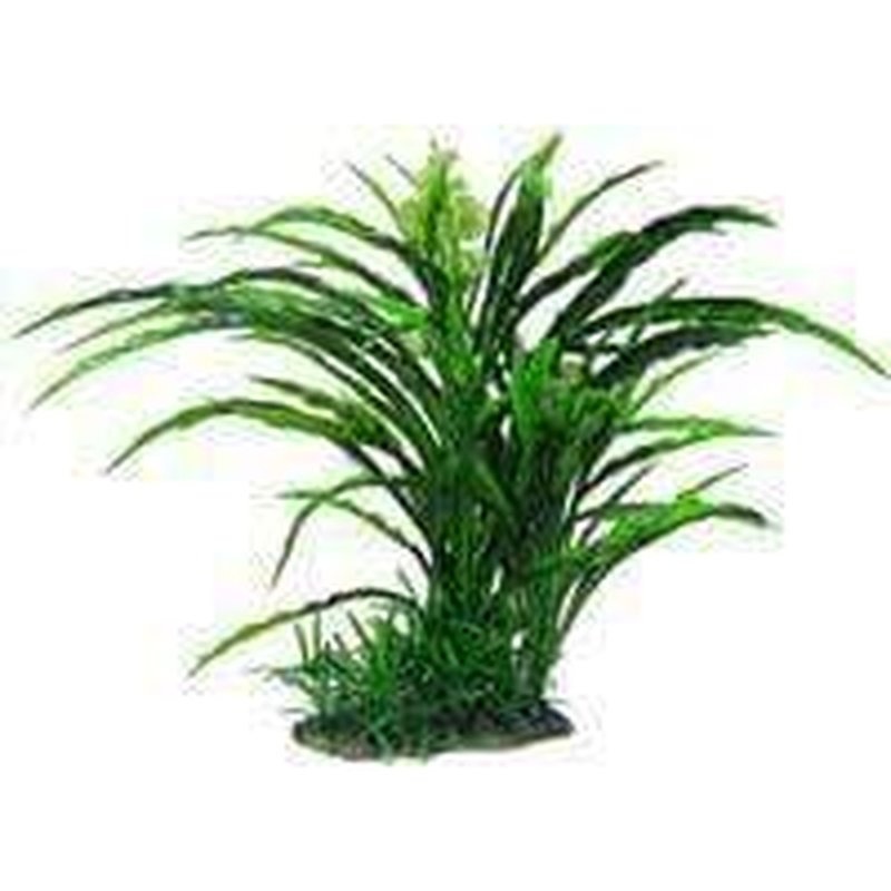 Amazon Jungle Flowering Spinifex Tree