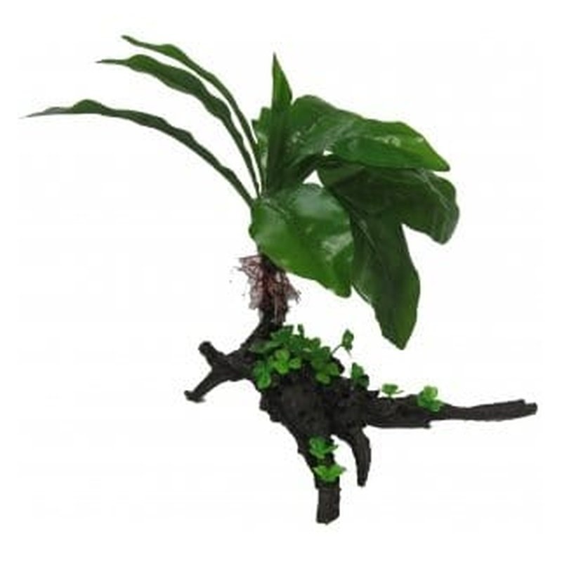 Amazon Jungle Giant Cardamine Tree 35cm