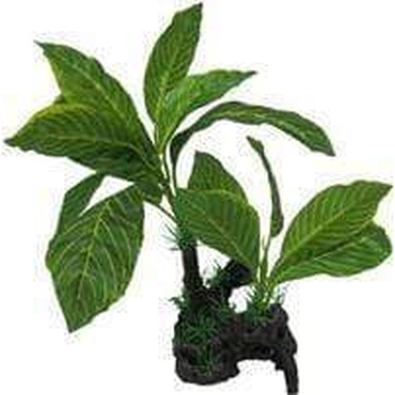Amazon Jungle Giant Lemon Tree