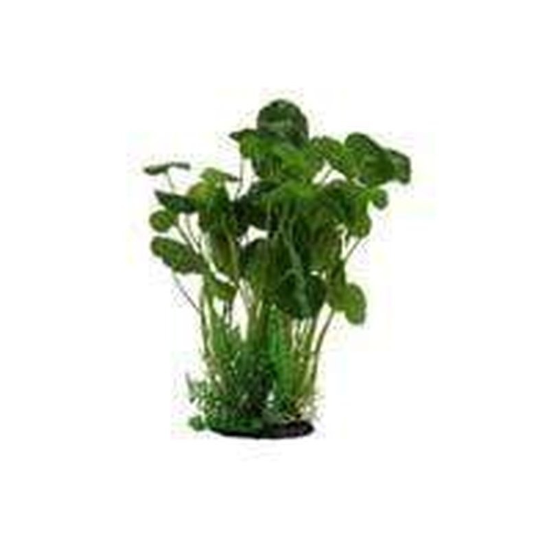 Amazon Jungle Giant Pennywort Bush
