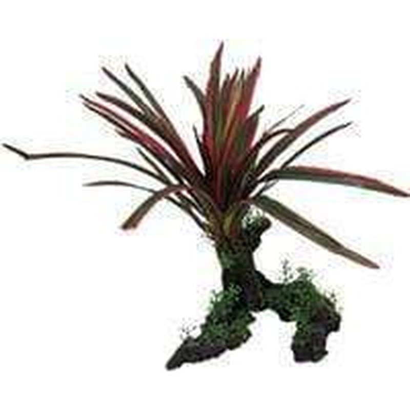 Amazon Jungle Giant Red & Green Spinifex