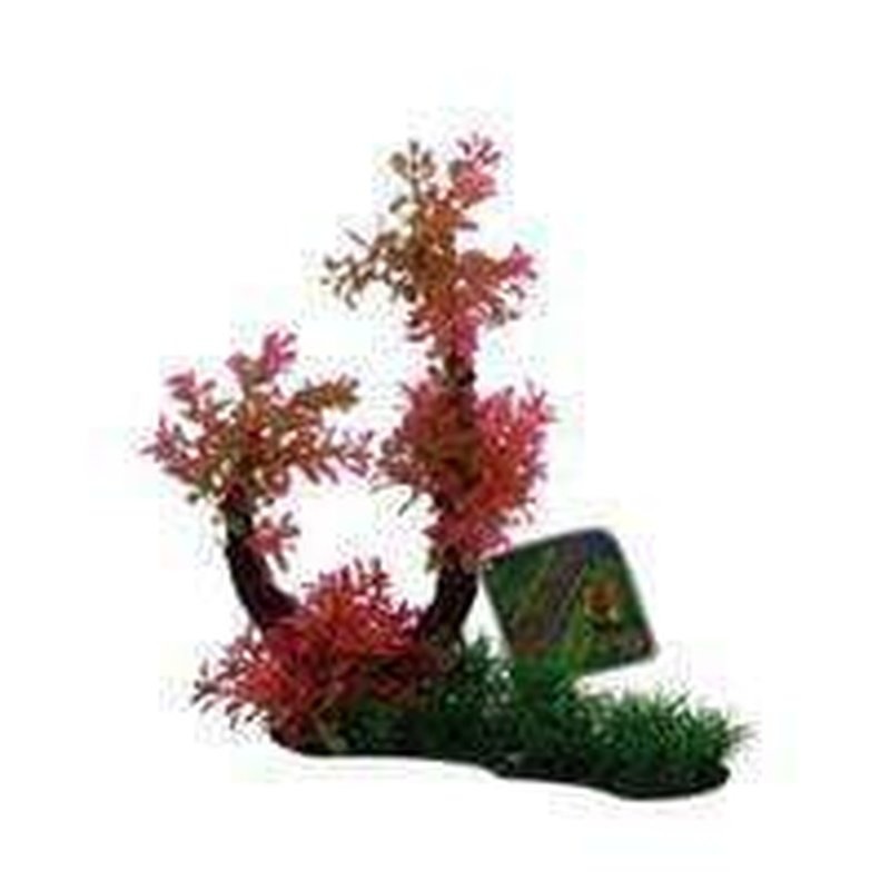 Amazon Jungle Hygro Tree Branch Red