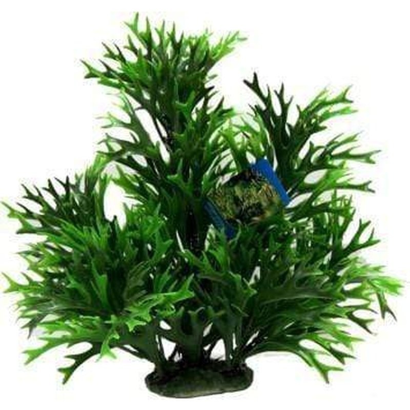 Amazon Jungle Kelp Tree