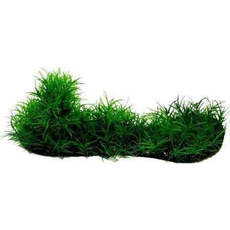 Amazon Jungle Micro Sword Covered Log