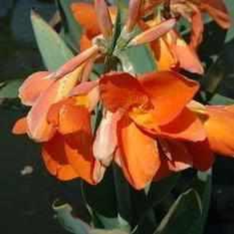 Canna 'Chiquita Punch' (Bare Root)