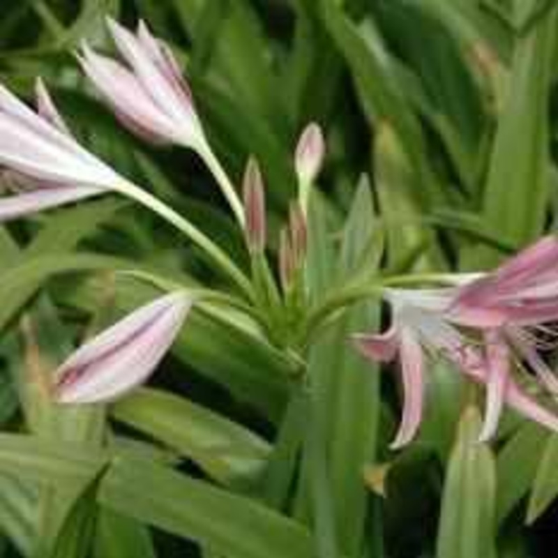 Crinum 'Hannibal's Dwarf' - Pink (Bare Root)