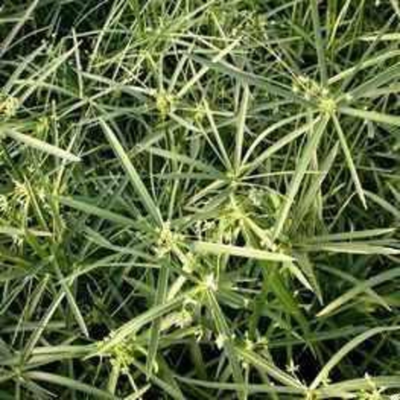 Cyperus Alternifolius 'Gracilis' - Dwarf Umbrella Palm (Bare Root)