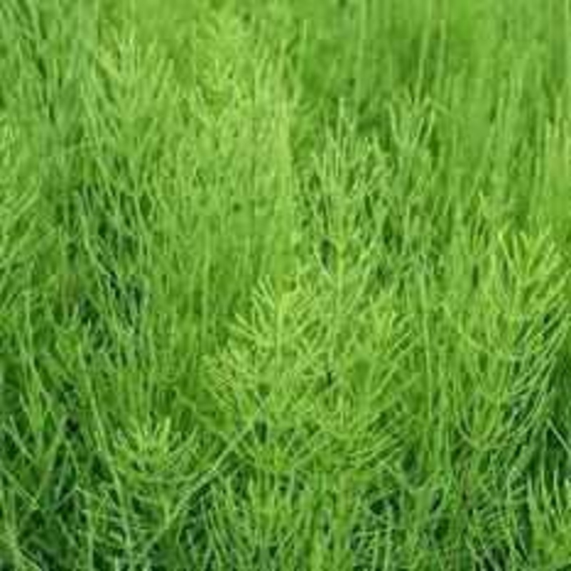 Equisetum Diffusum - Ponytail (Bare Root)