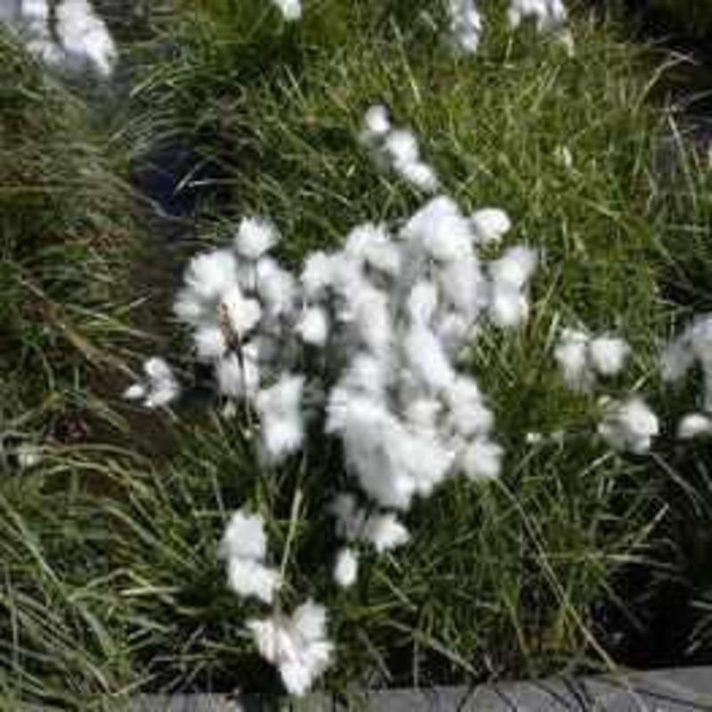 Eriophorum Angustifolium - Cotton Grass (Bare Root)