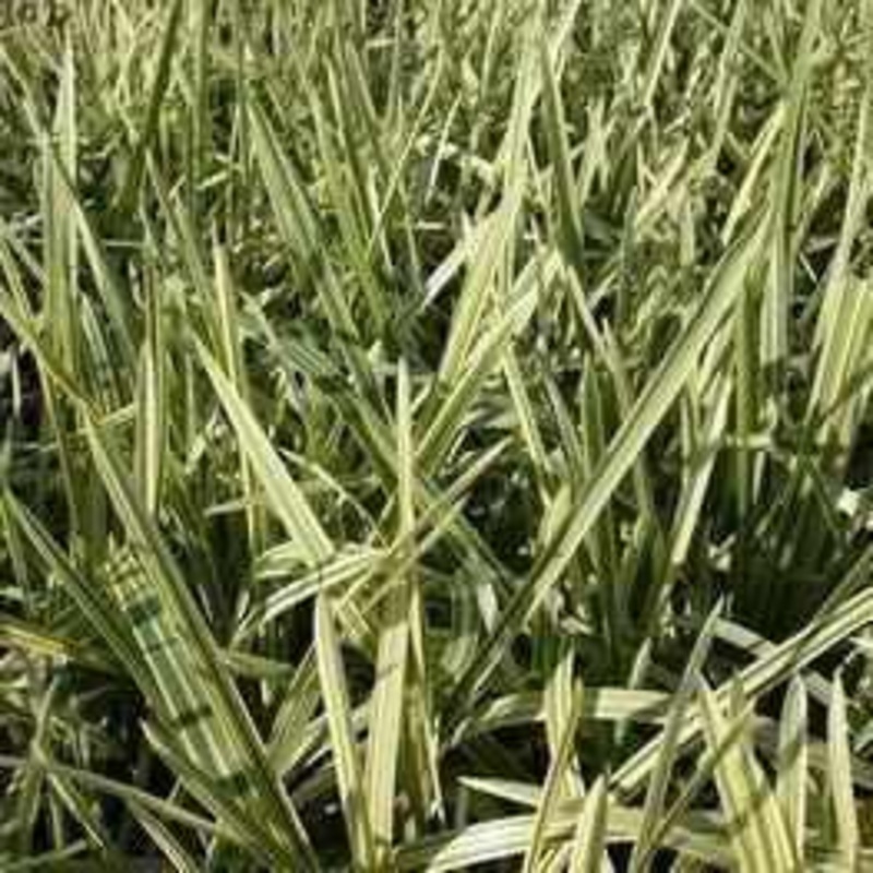 Glyceria Maxima Aquatica - Manna Grass (Bare Root)