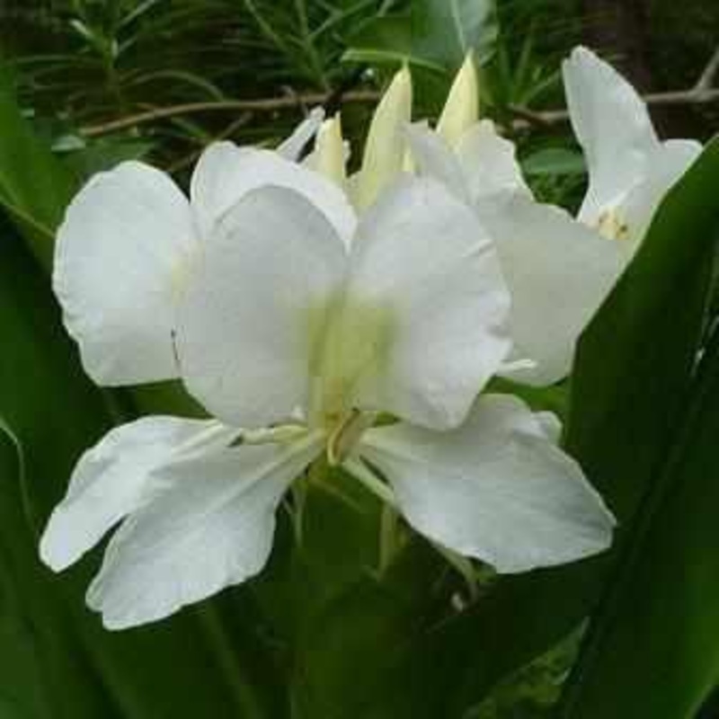 Hedychium Coronarium 'White Butterfly Ginger' (Bare Root)