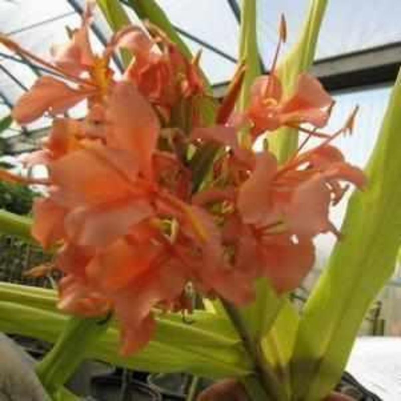 Hedychium 'Elizabeth' Pink Butterfly Ginger (Bare Root)