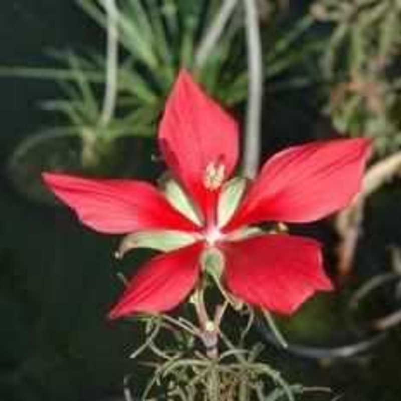 Hibiscus 'Coccineus' - Scarlet Rosemallow (Bare Root)