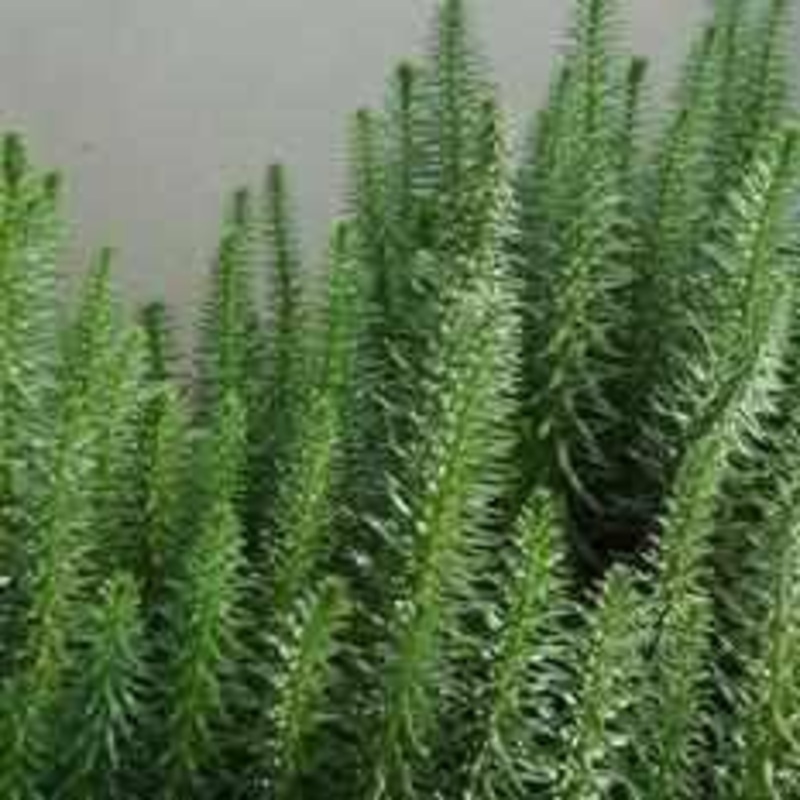 Hippuris Vulgaris - Mare's Tail (Bare Root)