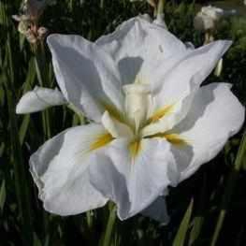 Iris Ensata 'Anytus' - Ivory White (Bare Root)