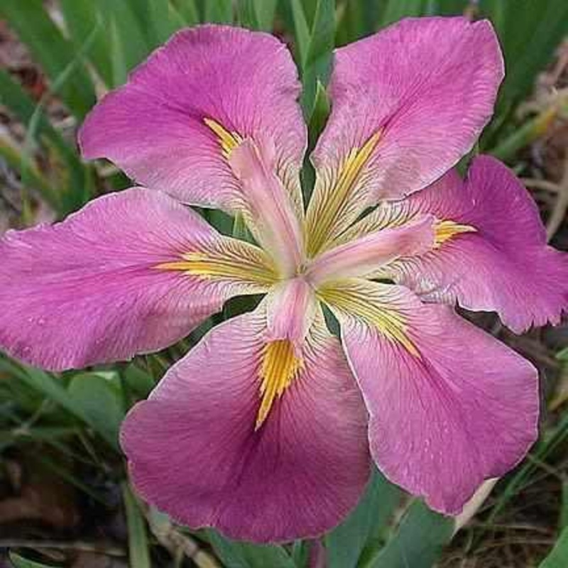 Iris Louisiana 'Aunt Shirley' Iris (Bare Root)