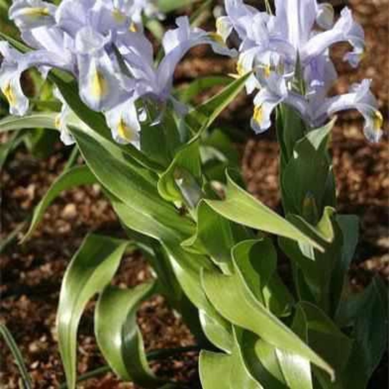 Iris Louisiana 'Blue Mystery' Iris (Bare Root)