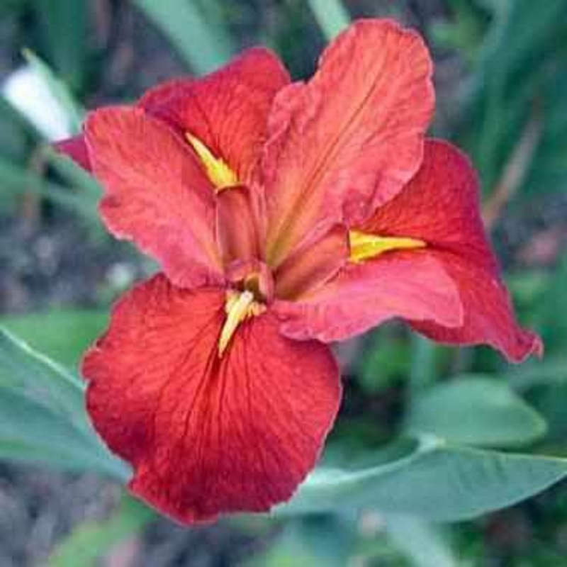 Iris Louisiana 'Red Beans' Iris (Bare Root)