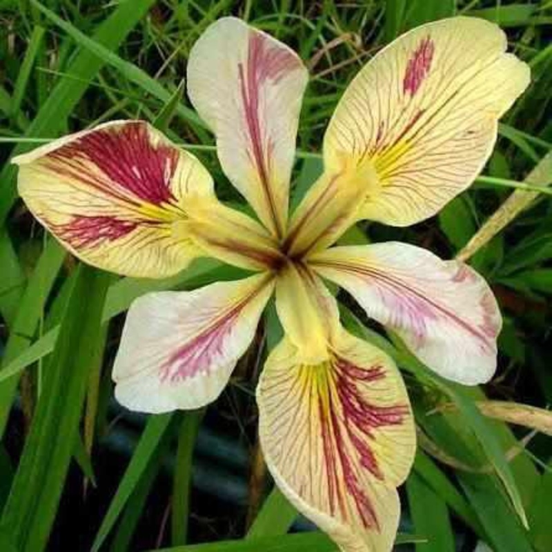 Iris Louisiana 'Splitter Splatter' Iris (Bare Root)