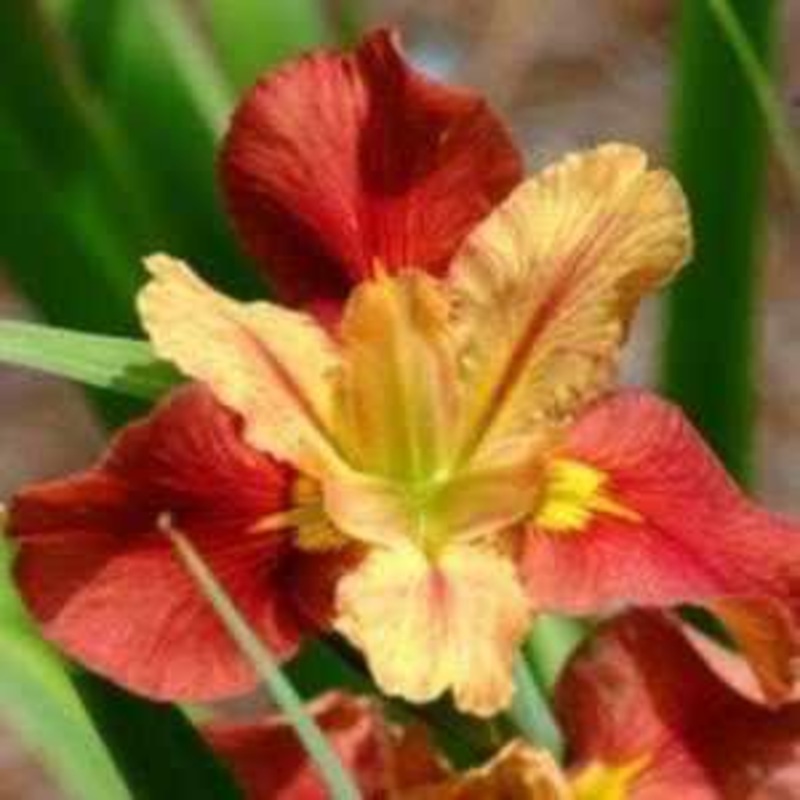 Iris Louisiana 'Window Shopping' Iris (Bare Root)