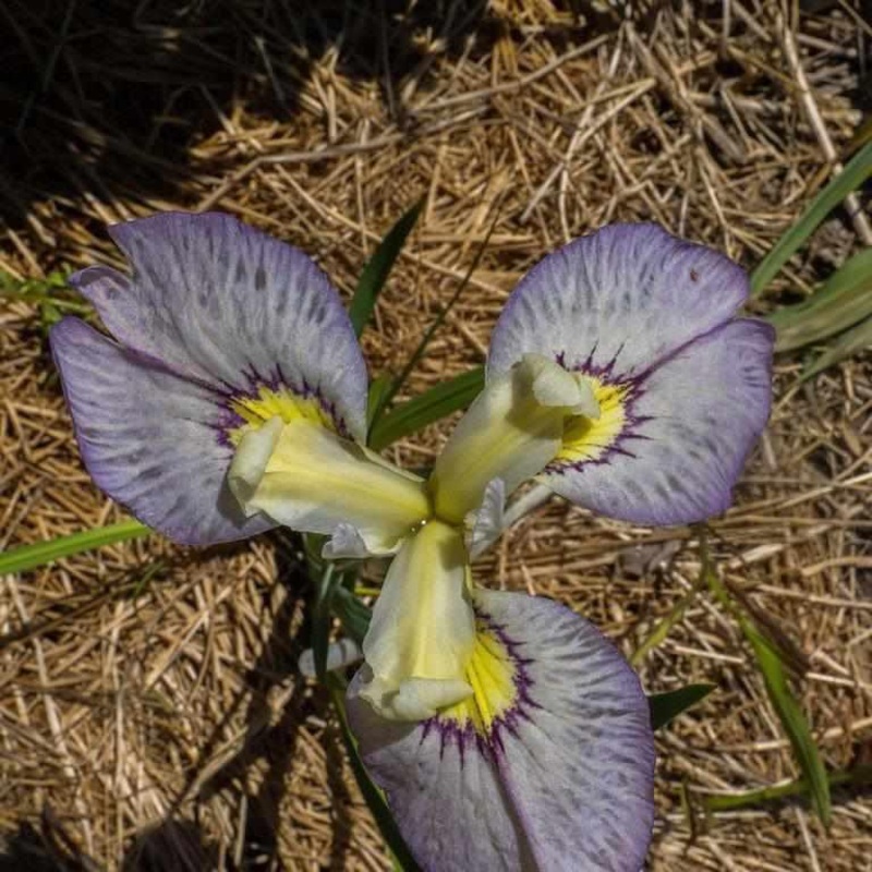 Iris Pseudata 'Tsukiyono Moonlit Field' Iris (Bare Root)