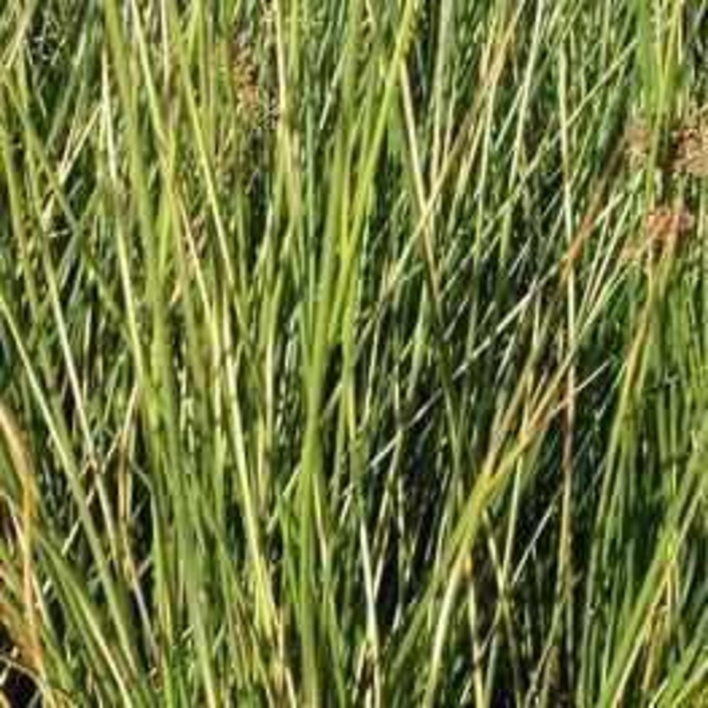 Juncus Effuses 'Gold Strike' (Bare Root)
