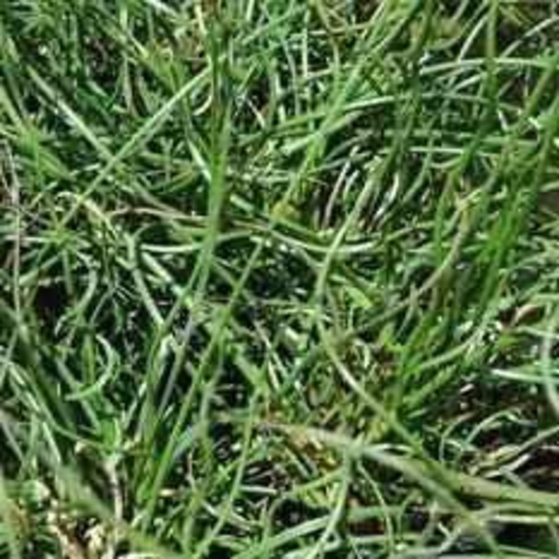 Juncus Effuses 'Spiralis' - Corkscrew Rush (Bare Root)