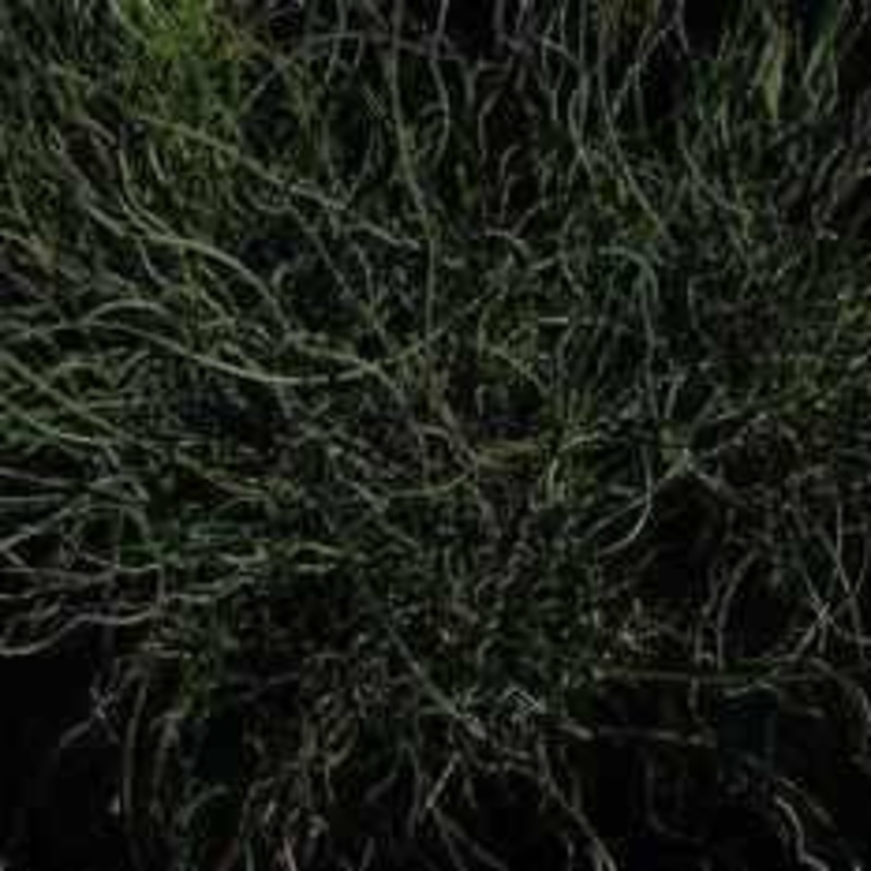 Juncus Effuses 'Unicorn' (Bare Root)