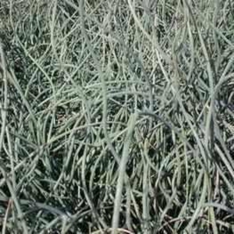 Juncus Inflexus 'Afro' - Blue Corkscrew Rush (Bare Root)
