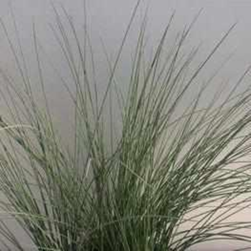 Juncus Inflexus 'Lovesick Blues' - Weeping Blue Rush (Bare Root)