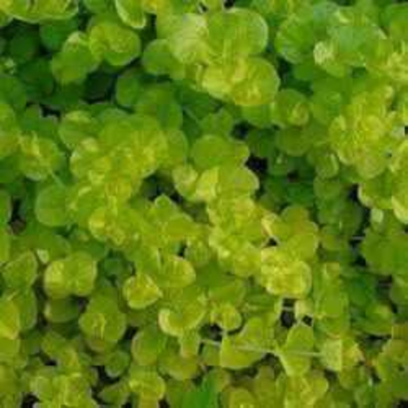 Lysmachia Nummilaria 'Aurea' - Golden Creeping Jenny (Bare Root)