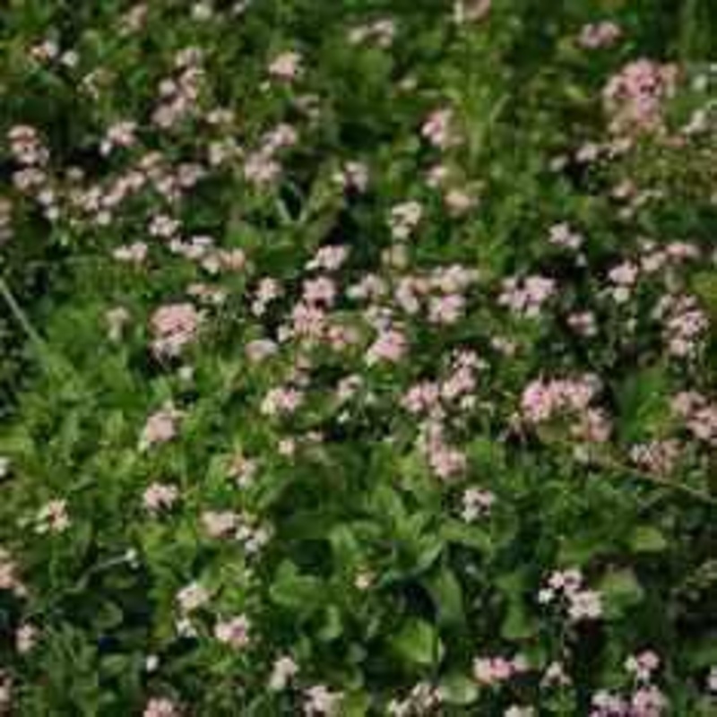 Myosotis Scorpioides 'Pinkie' - Pink Forget-Me-Not (Bare Root)